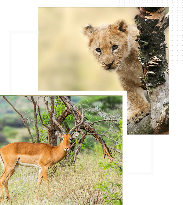 Gazelle-and-lion-cub